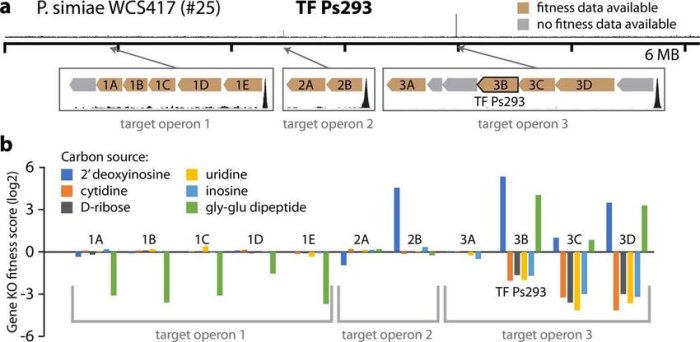 Dipeptide amino gly ser peptide chemistry di zwitterionic organic containing acids two