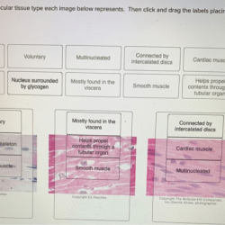 Determine which muscular tissue type each image below represents