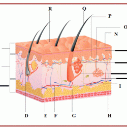 The integumentary system worksheet answers