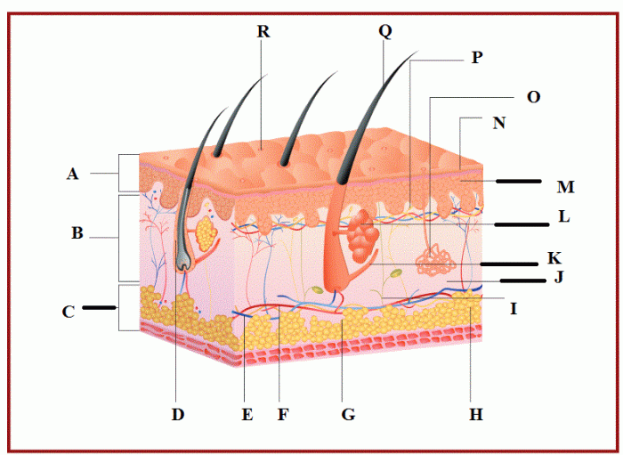 The integumentary system worksheet answers